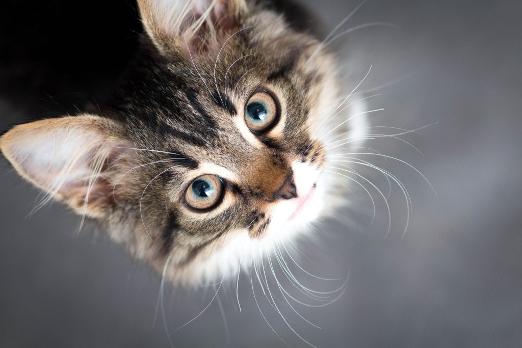 Ailurophilia is the “Love of Cats” - Are You An Ailurophile? - Fairmont  Animal Hospital