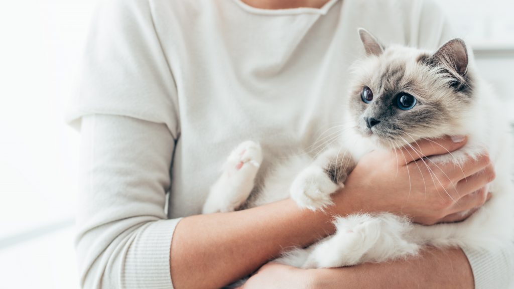 keeping your cat healthy