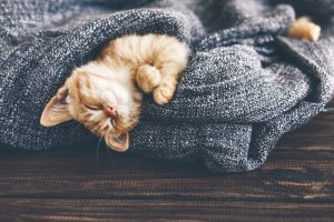 indoor-cat-health-tips