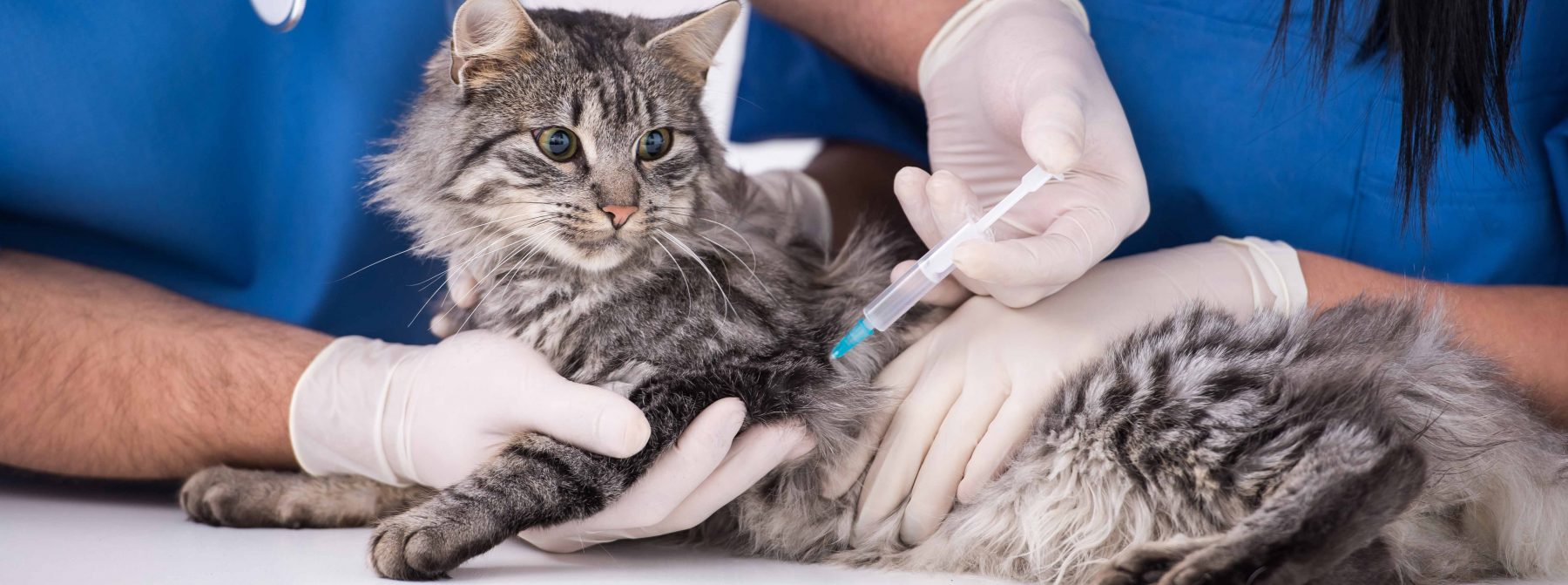 cat-vaccintation