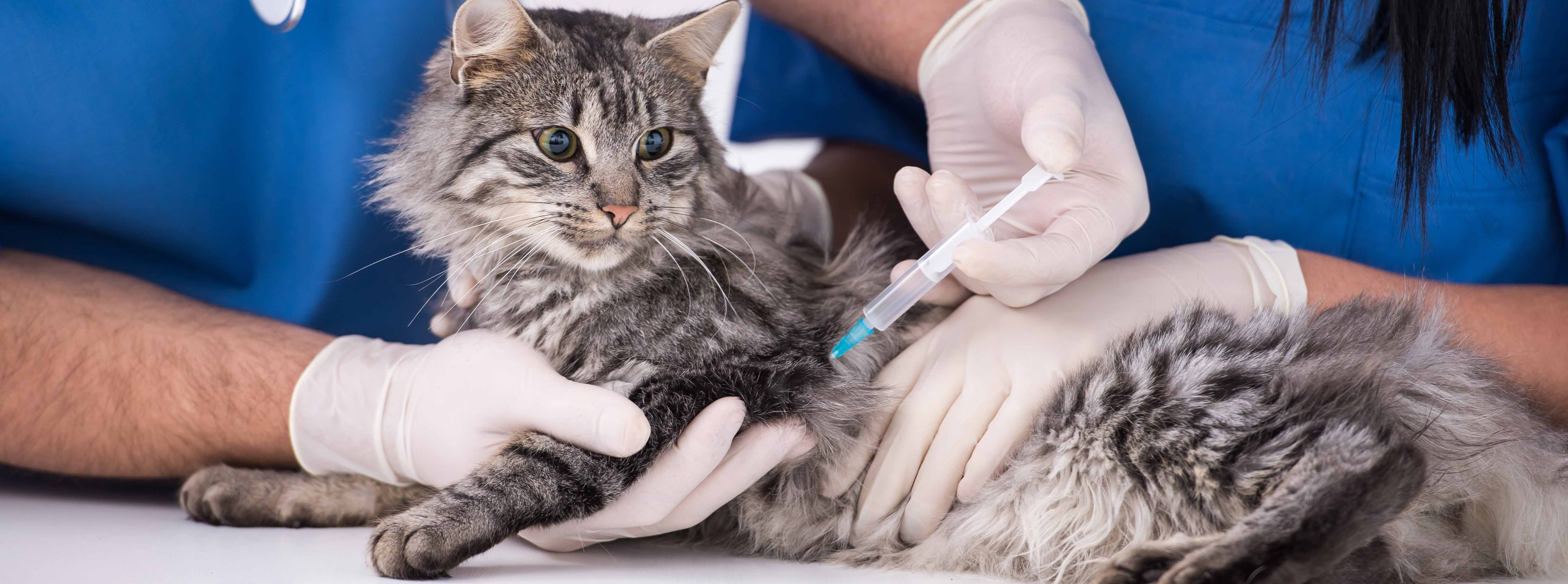 Cat Vaccination in London | Fairmont Vet Hospital