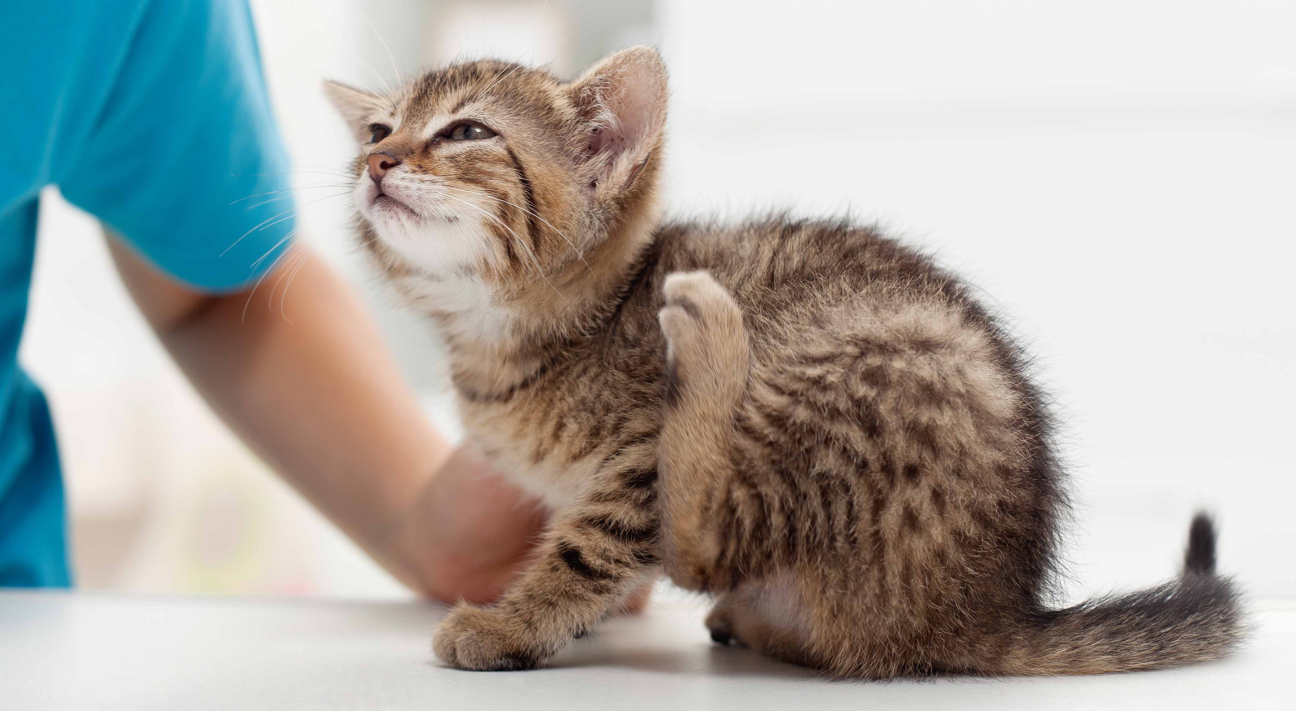 Kitten Vaccinations Fairmont Animal Hospital