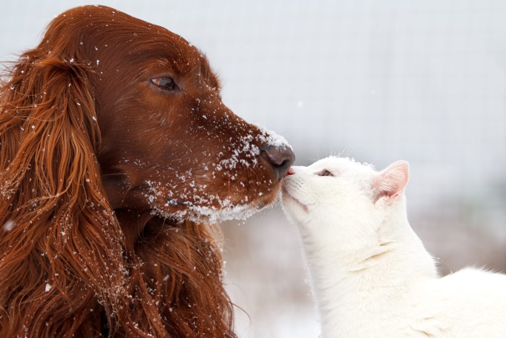 winter tips for pets