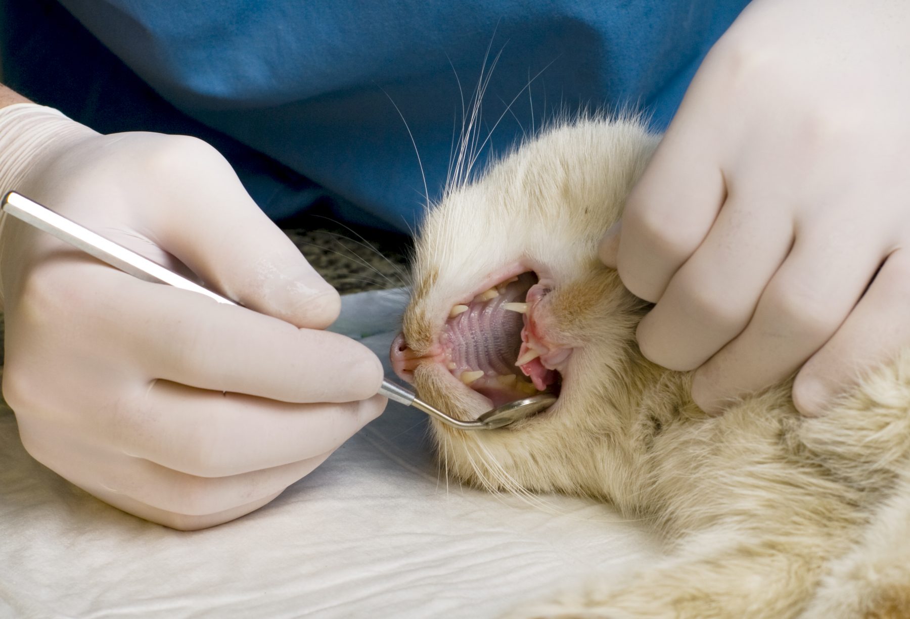 Feline Odontoclastic Resorptive Lesions or ORL