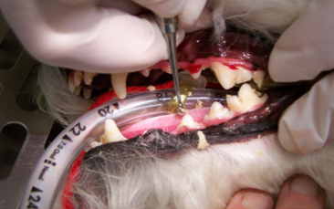 dentist-blog