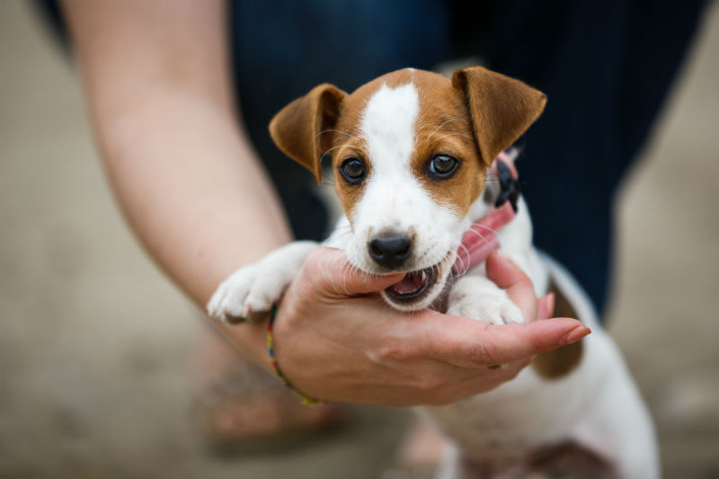 Playful Puppy bite