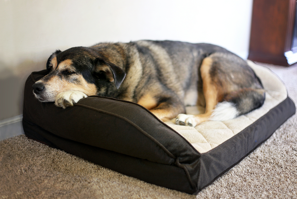 Dog lying on dog bed indoors