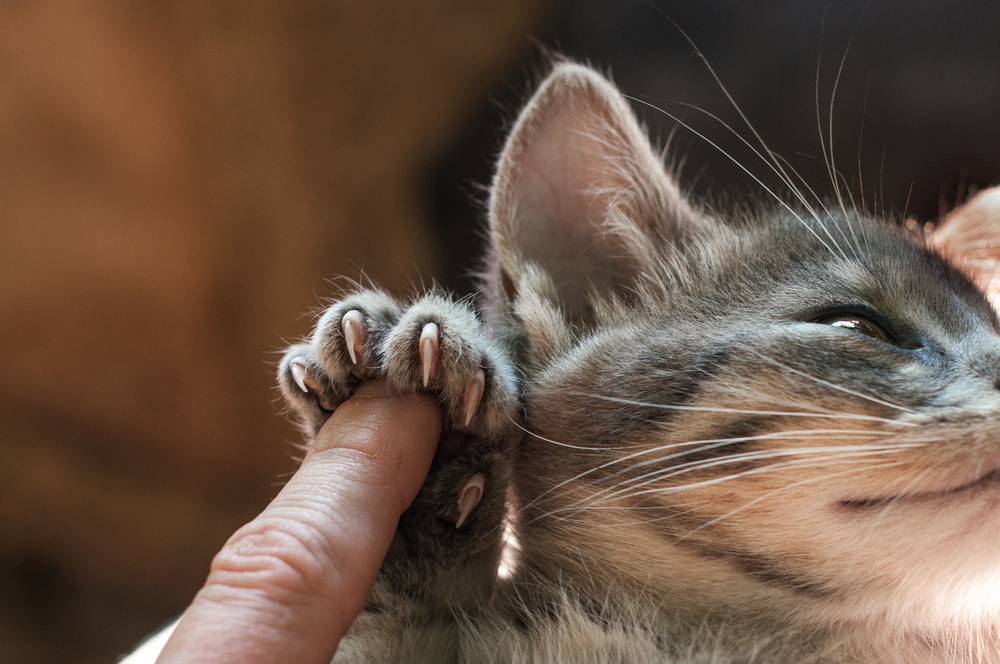 Human finger and kitten with sharp claws
